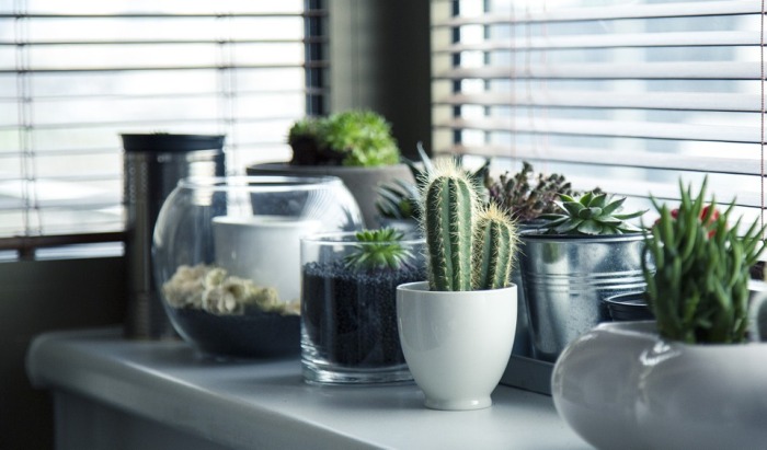plantas duraderas resistentes casa